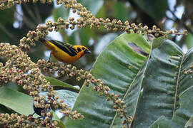 Golden Tanager