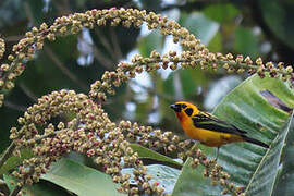 Golden Tanager