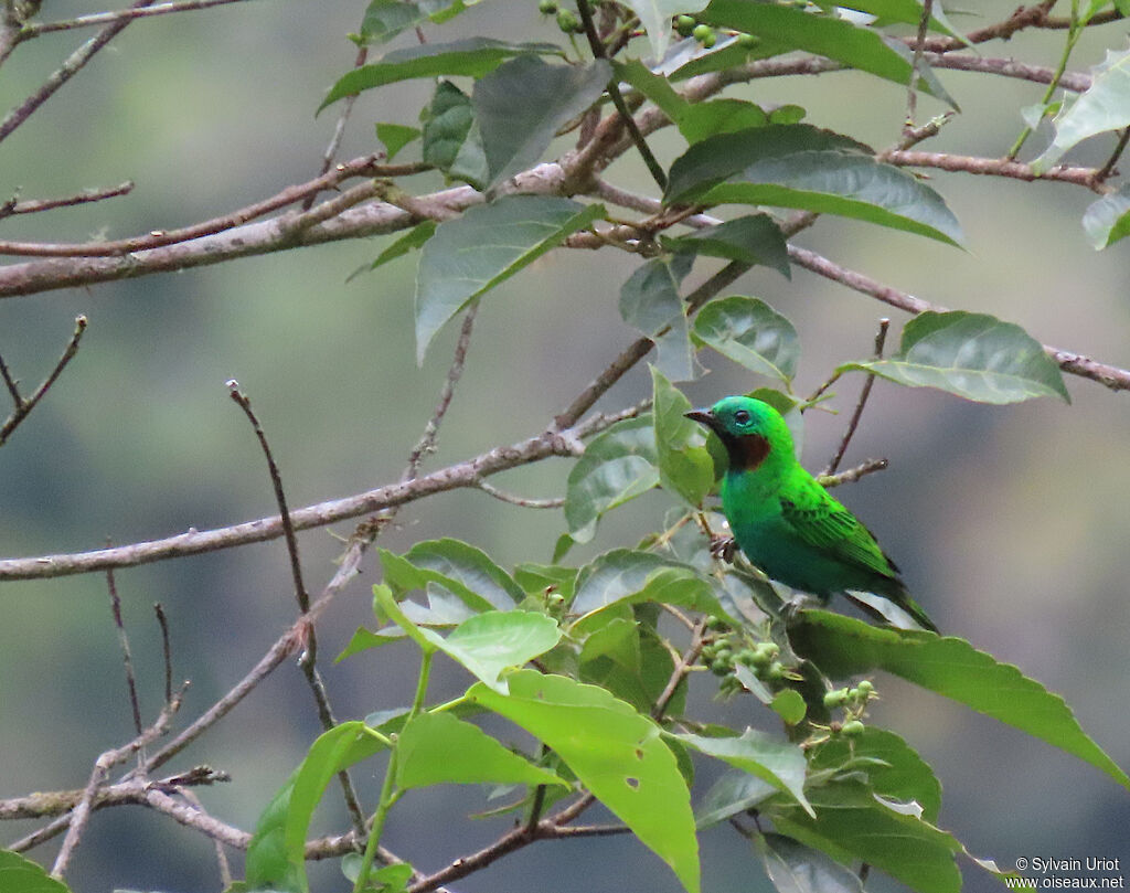 Orange-eared Tanager