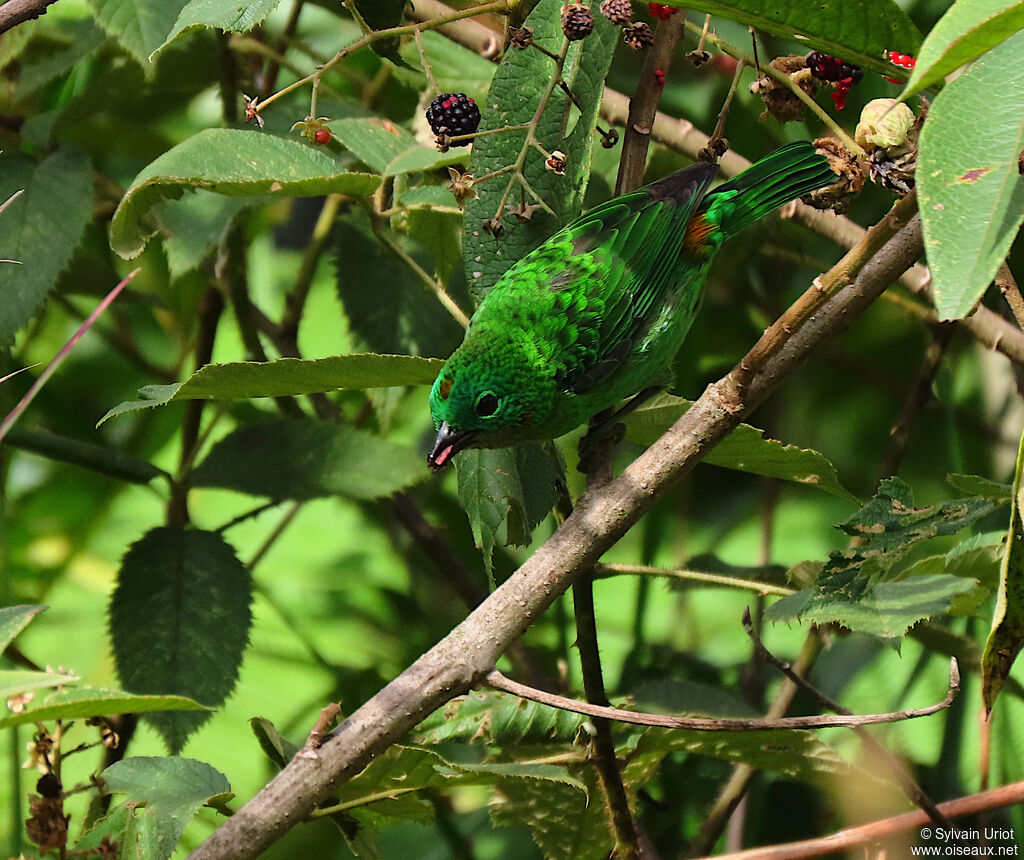 Orange-eared Tanageradult