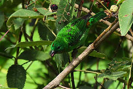 Orange-eared Tanager