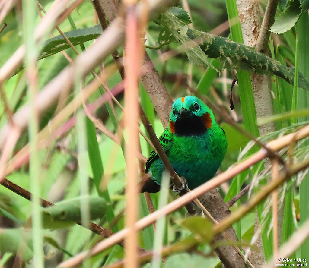 Orange-eared Tanageradult