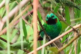 Orange-eared Tanager