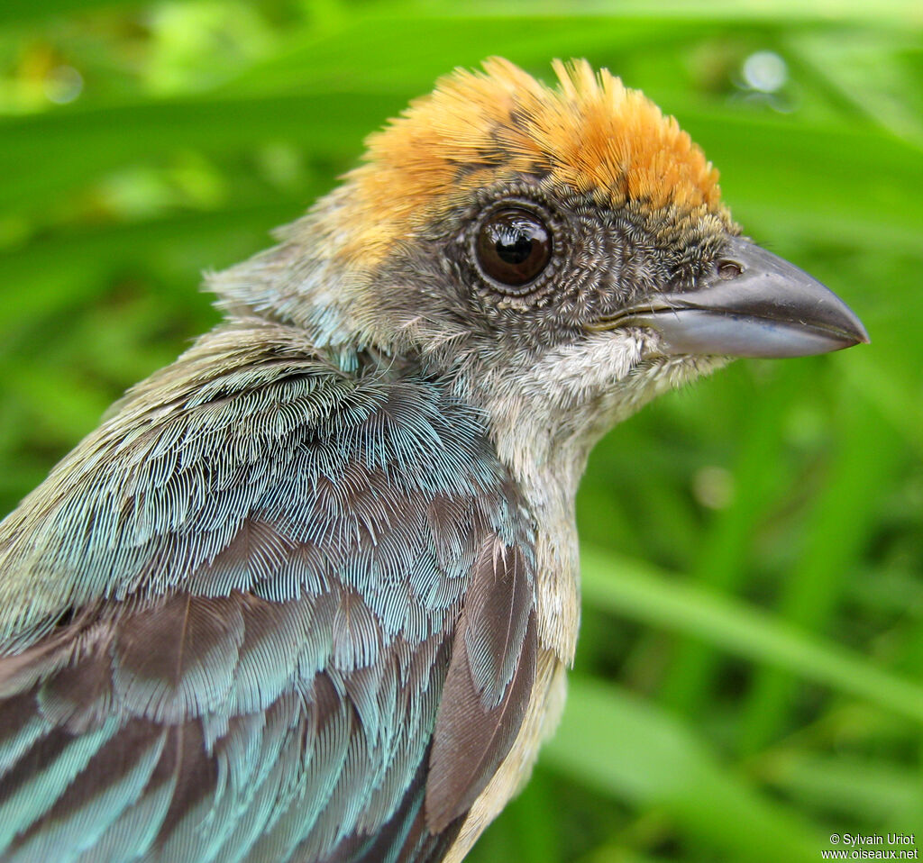 Burnished-buff Tanager female adult