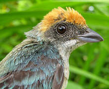 Burnished-buff Tanager