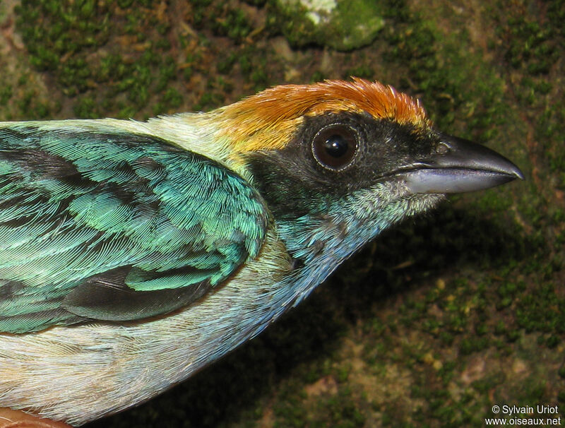 Burnished-buff Tanager male adult
