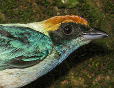 Burnished-buff Tanager