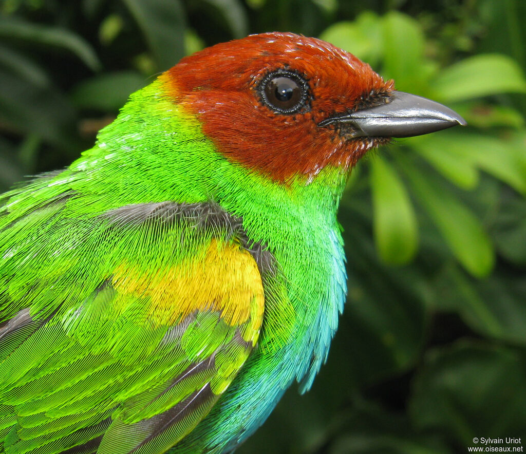 Bay-headed Tanageradult