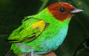 Bay-headed Tanager