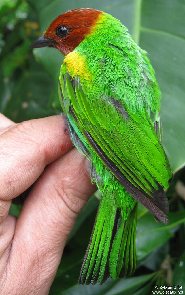 Bay-headed Tanageradult