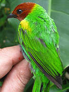 Bay-headed Tanager