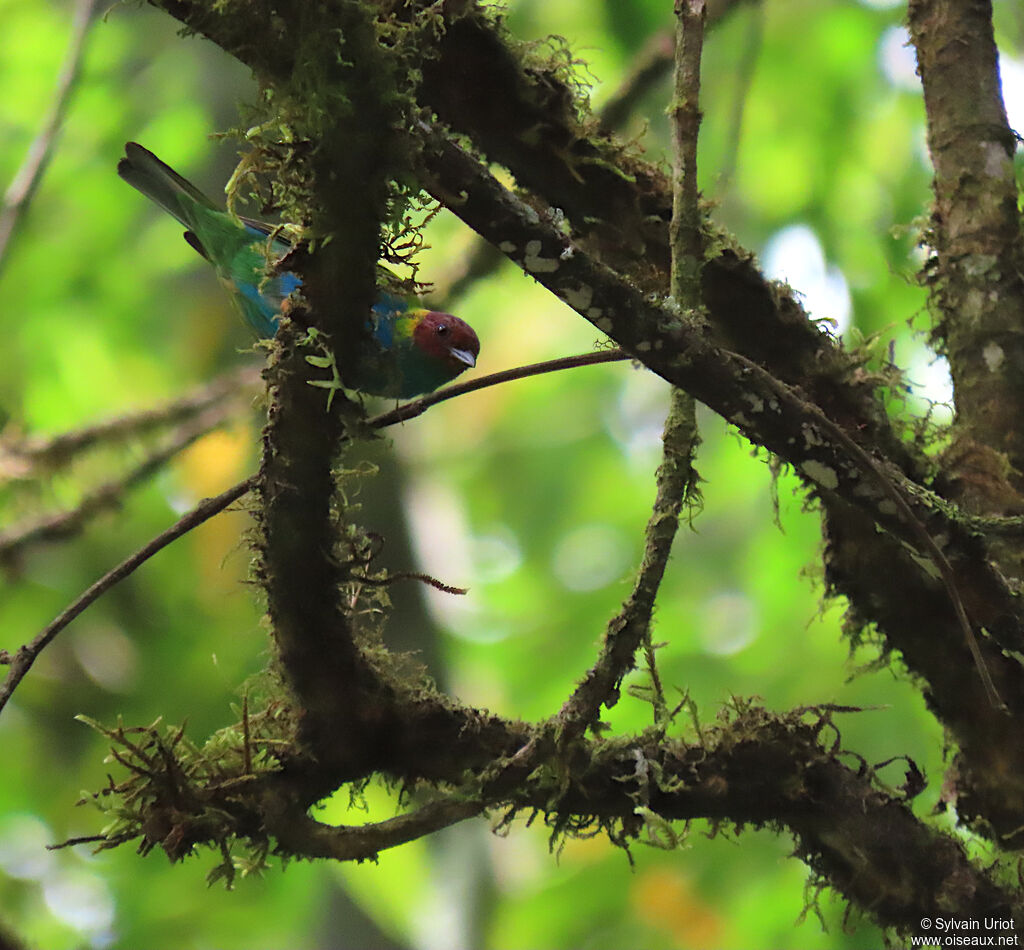 Bay-headed Tanageradult