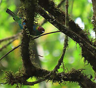 Bay-headed Tanager