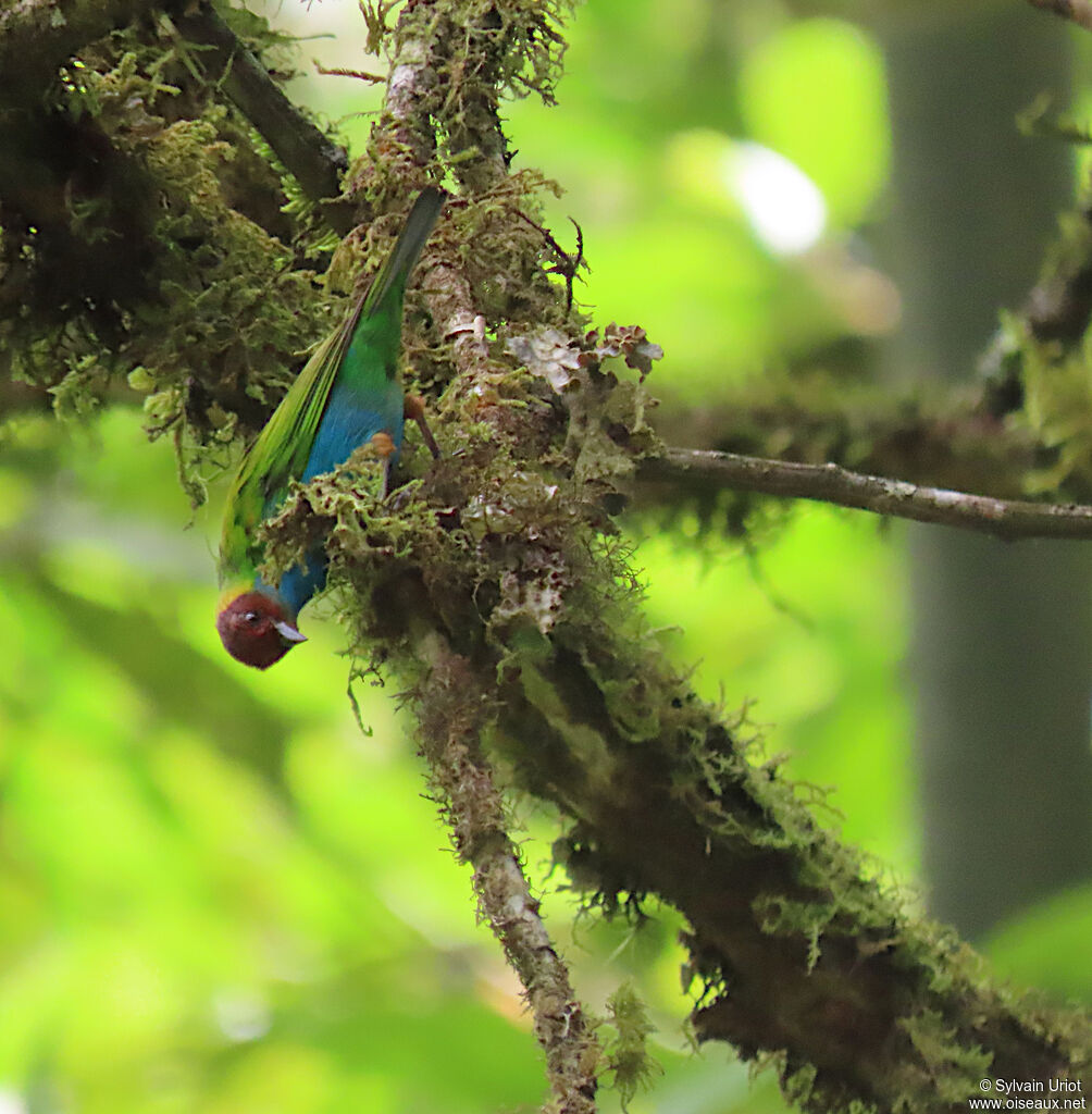 Bay-headed Tanageradult