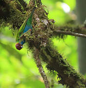 Bay-headed Tanager