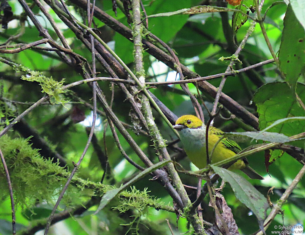 Silver-throated Tanager