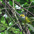 Calliste safran