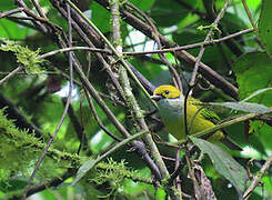 Silver-throated Tanager