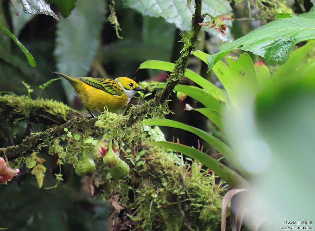 Silver-throated Tanager