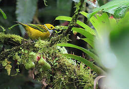 Silver-throated Tanager