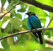 Paradise Tanager