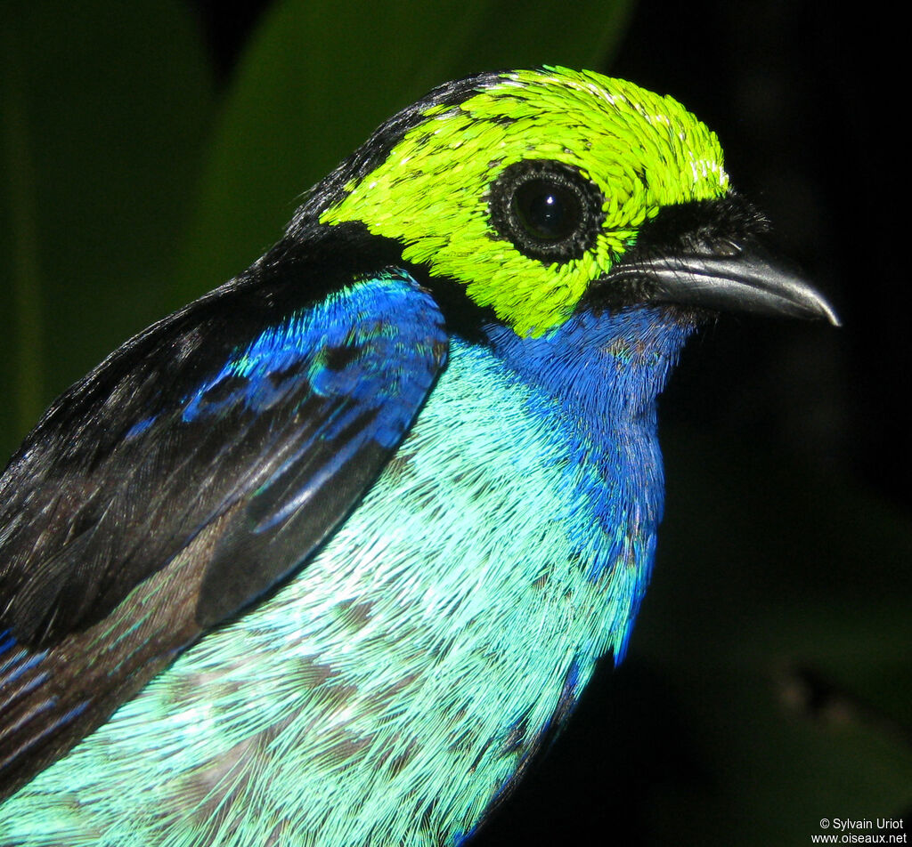 Paradise Tanager