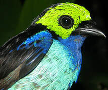 Paradise Tanager