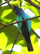 Paradise Tanager