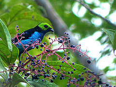 Paradise Tanager