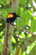 Paradise Tanager