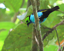 Paradise Tanager