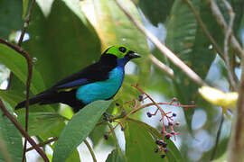 Paradise Tanager