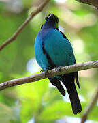 Paradise Tanager