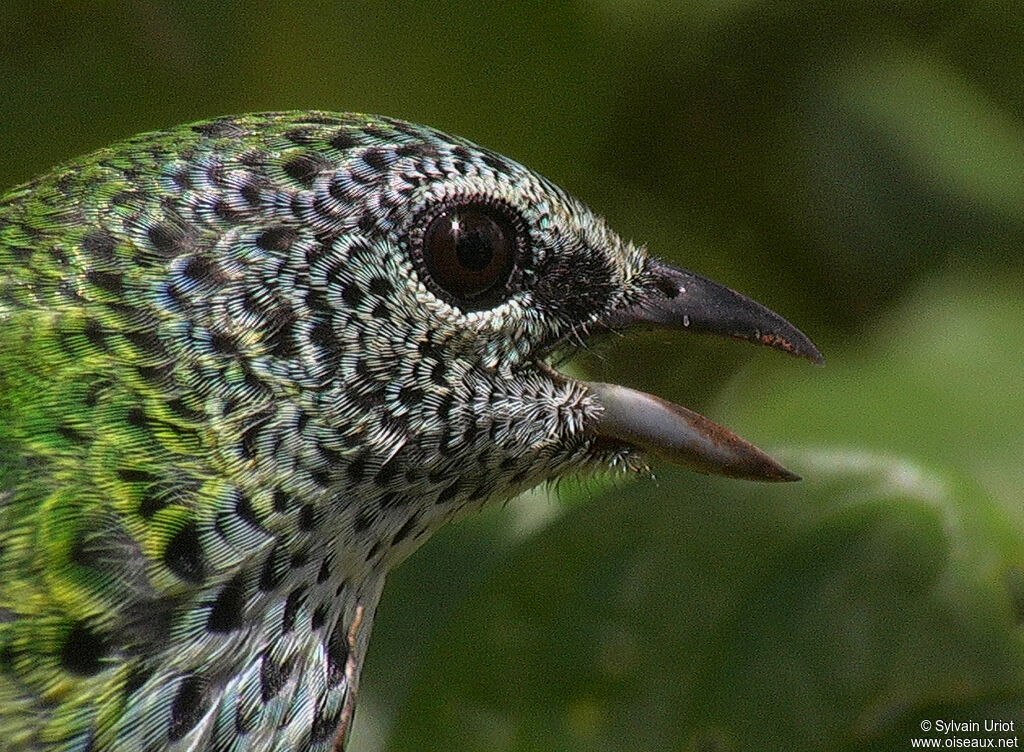 Spotted Tanager