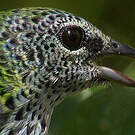 Calliste syacou