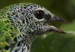 Spotted Tanager