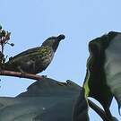 Calliste syacou