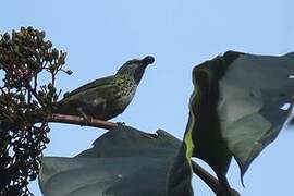 Spotted Tanager