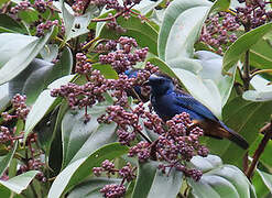 Opal-rumped Tanager
