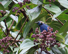 Opal-rumped Tanager