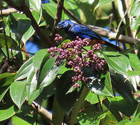 Opal-rumped Tanager