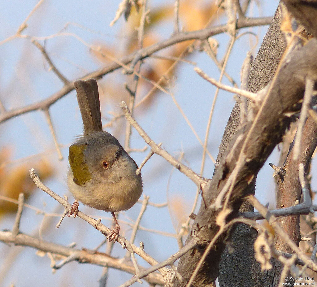 Camaroptère à dos gris