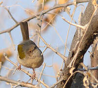 Grey-backed Camaroptera