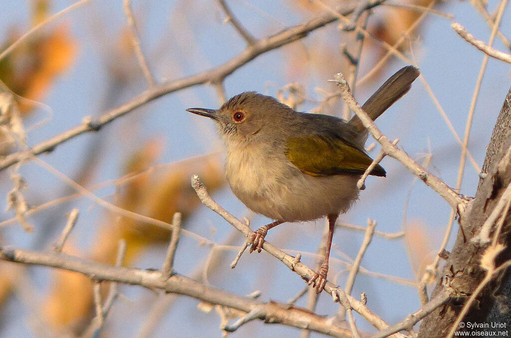 Grey-backed Camaroptera