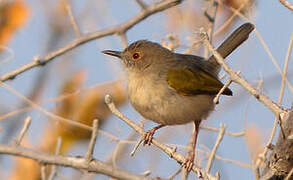 Grey-backed Camaroptera