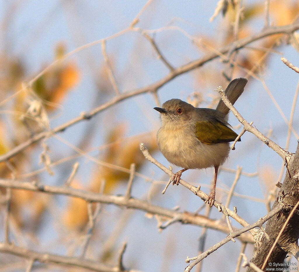 Grey-backed Camaropteraadult