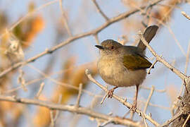 Grey-backed Camaroptera