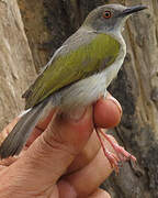Green-backed Camaroptera
