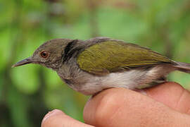 Green-backed Camaroptera