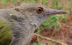Green-backed Camaroptera